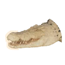 Albino Saltwater Crocodile colour morph in Planet Zoo 2