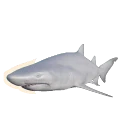 Albino Sand Tiger Shark colour morph in Planet Zoo 2