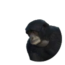 Siamang in Planet Zoo 2