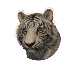 Leucistic Sumatran Tiger colour morph in Planet Zoo 2