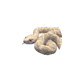 Albino Western Diamondback Rattlesnake colour morph in Planet Zoo 2