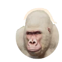 Albino Western Lowland Gorilla colour morph in Planet Zoo 2