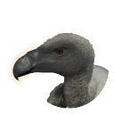 White-Backed Vulture in Planet Zoo 2