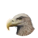White-Tailed Sea-Eagle in Planet Zoo 2