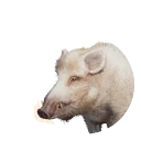 Leucistic Wild Boar colour morph in Planet Zoo 2