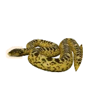 Yellow Anaconda in Planet Zoo 2