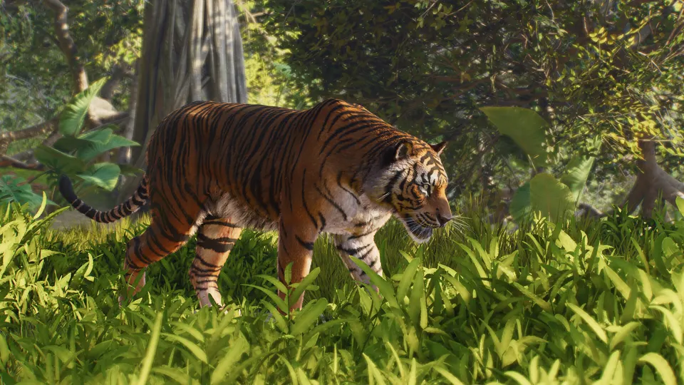 A tiger walking through tall grass in a forest habitat in Planet Zoo 2